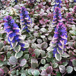 Ajuga 'Burgundy Glow' X3