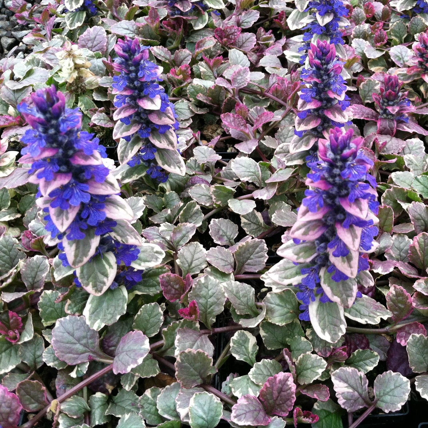 Ajuga 'Burgundy Glow' X3