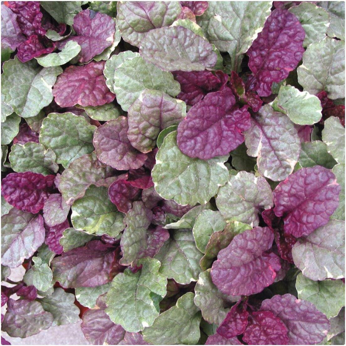 Ajuga 'Sugar Plum' X3