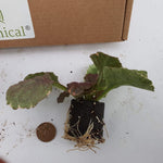 Ajuga 'Sugar Plum' X3