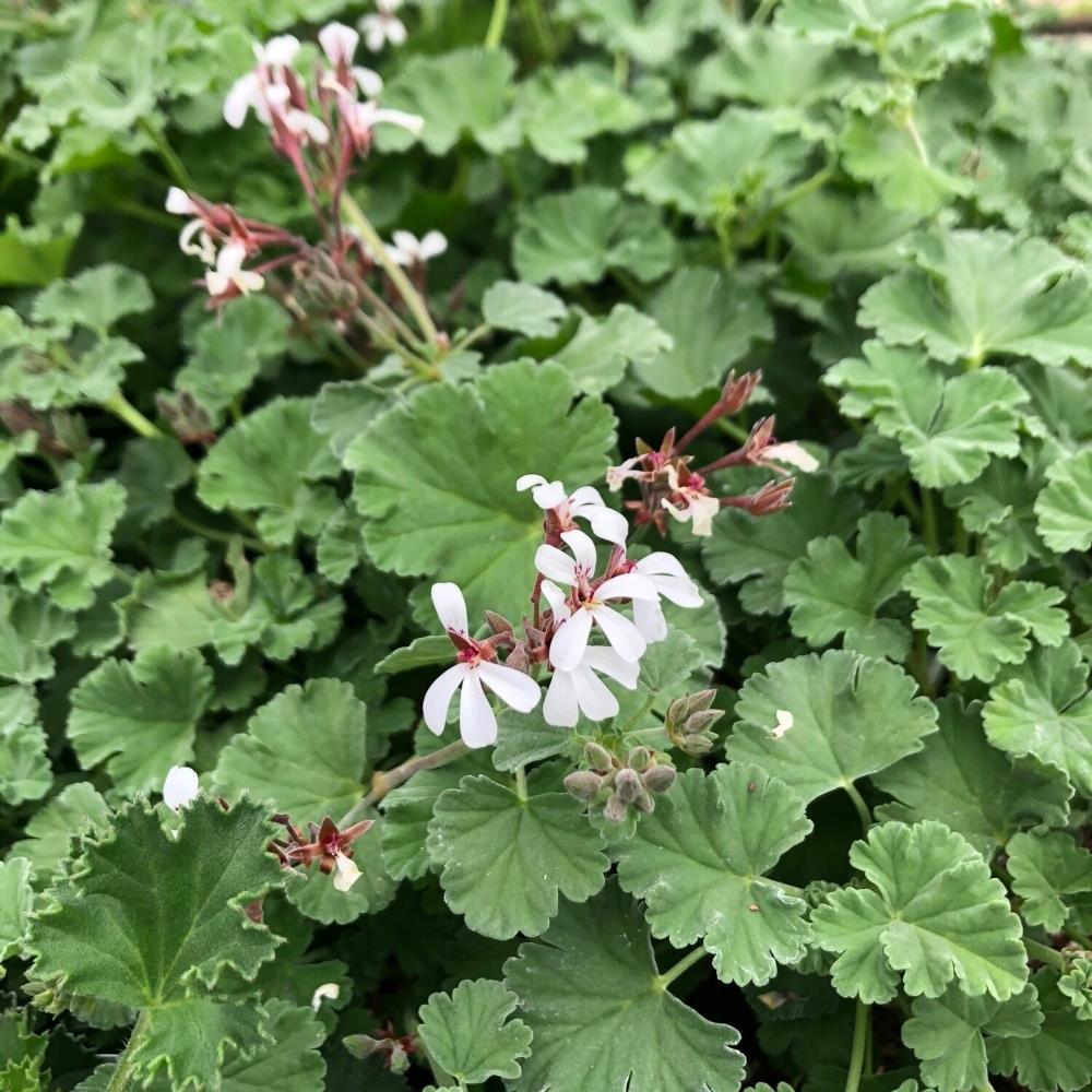 Scented Pelargonium 'Nutmeg' X1