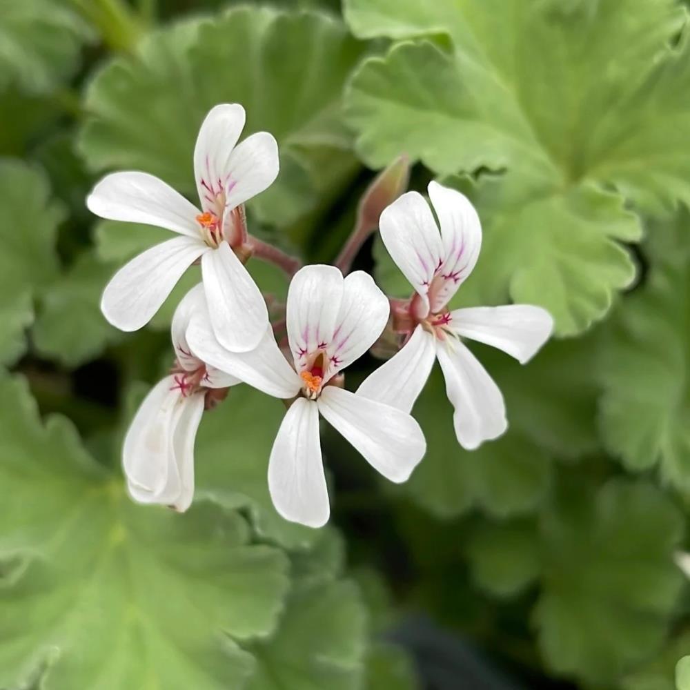 Scented Pelargonium 'Nutmeg' X1