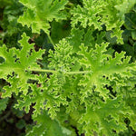 Scented Pelargonium 'Nutmeg' X1