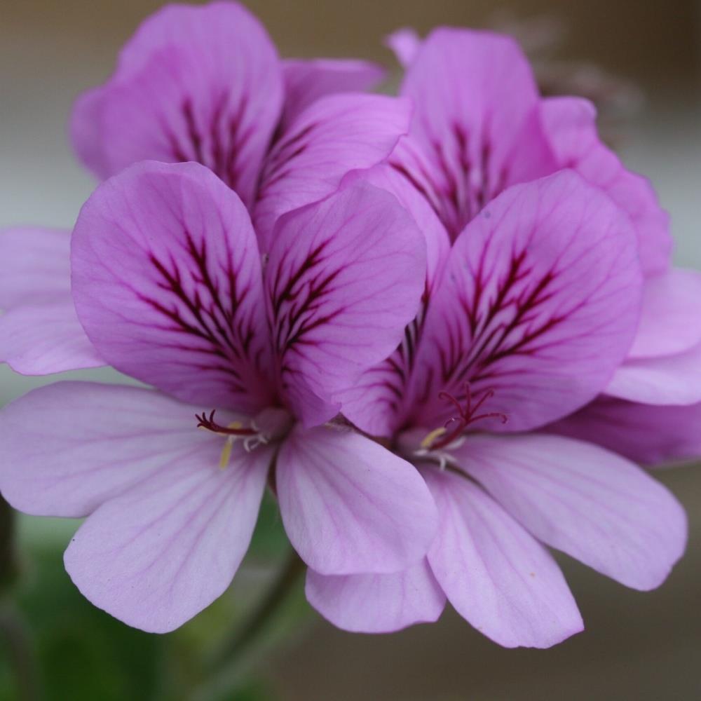 Scented Pelargonium 'Cola' X1