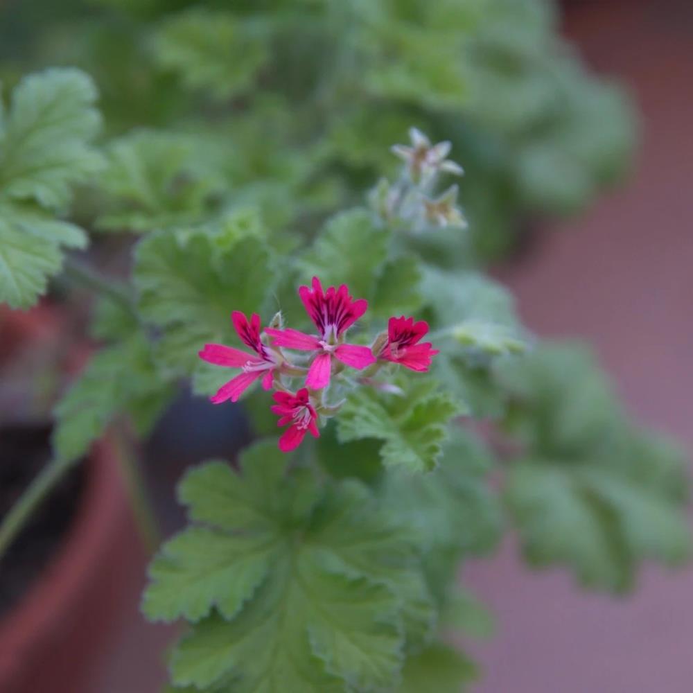 Scented Pelargonium 'Hazelnut' X1