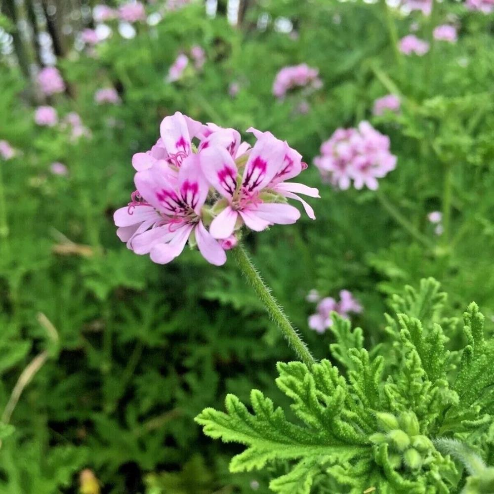 Scented Pelargonium 'Lemon' X1