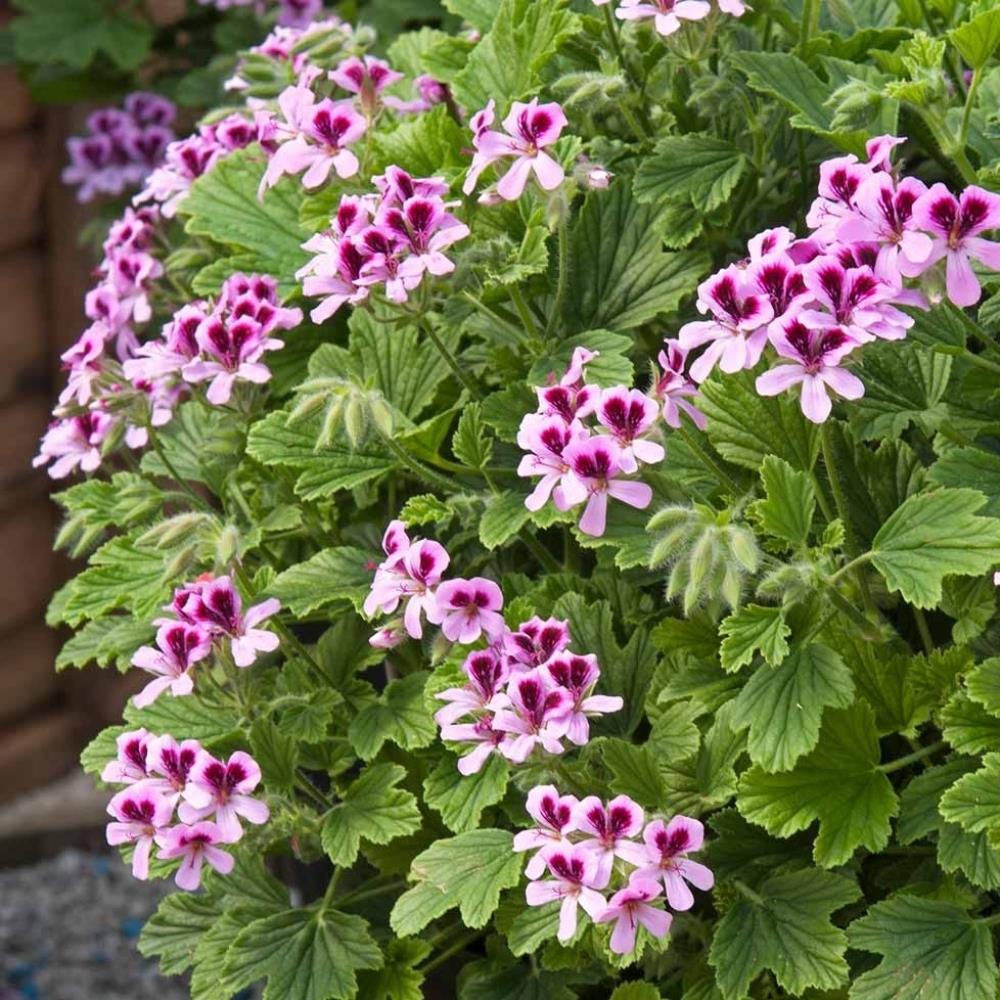 Scented Pelargonium 'Lemon' X1
