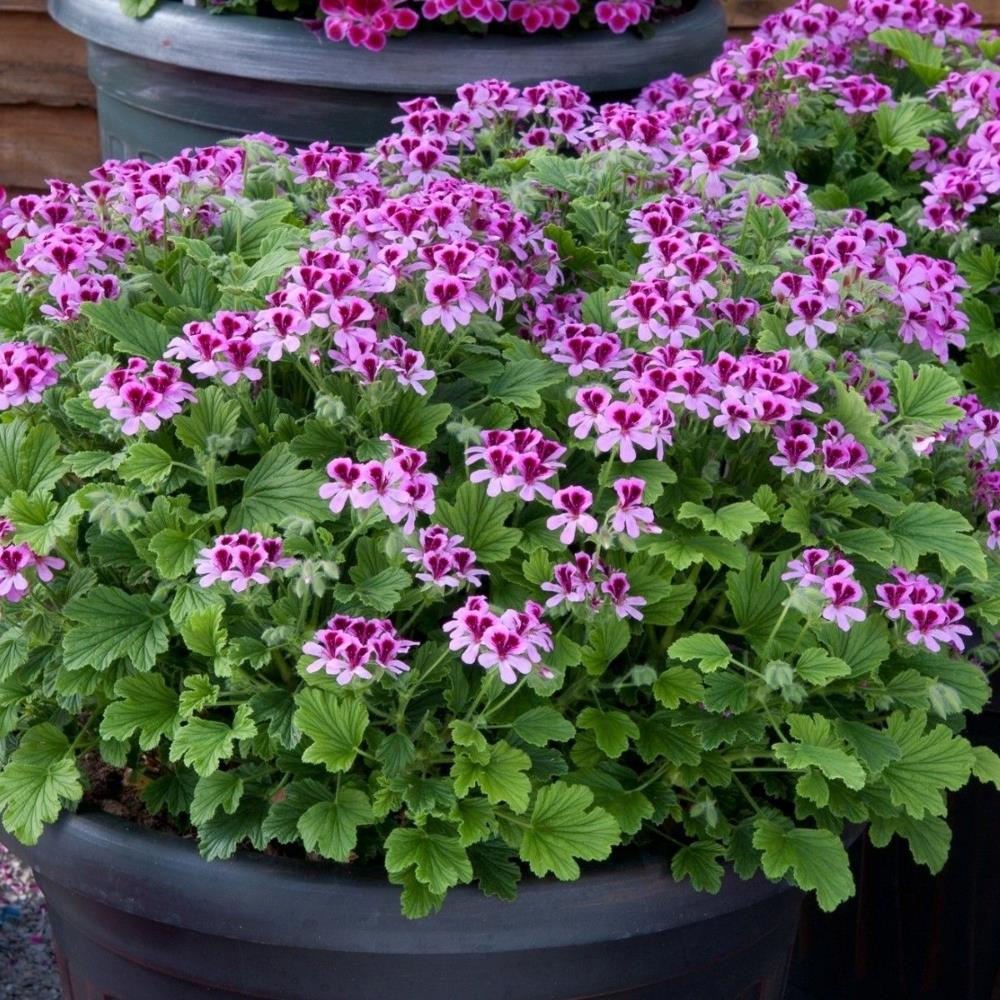 Scented Pelargonium 'Orange' X1