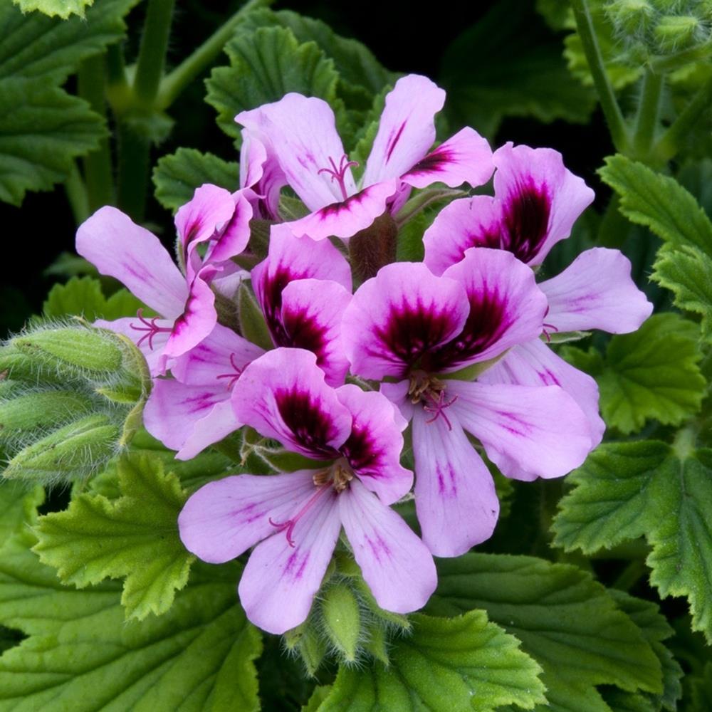 Scented Pelargonium 'Orange' X1