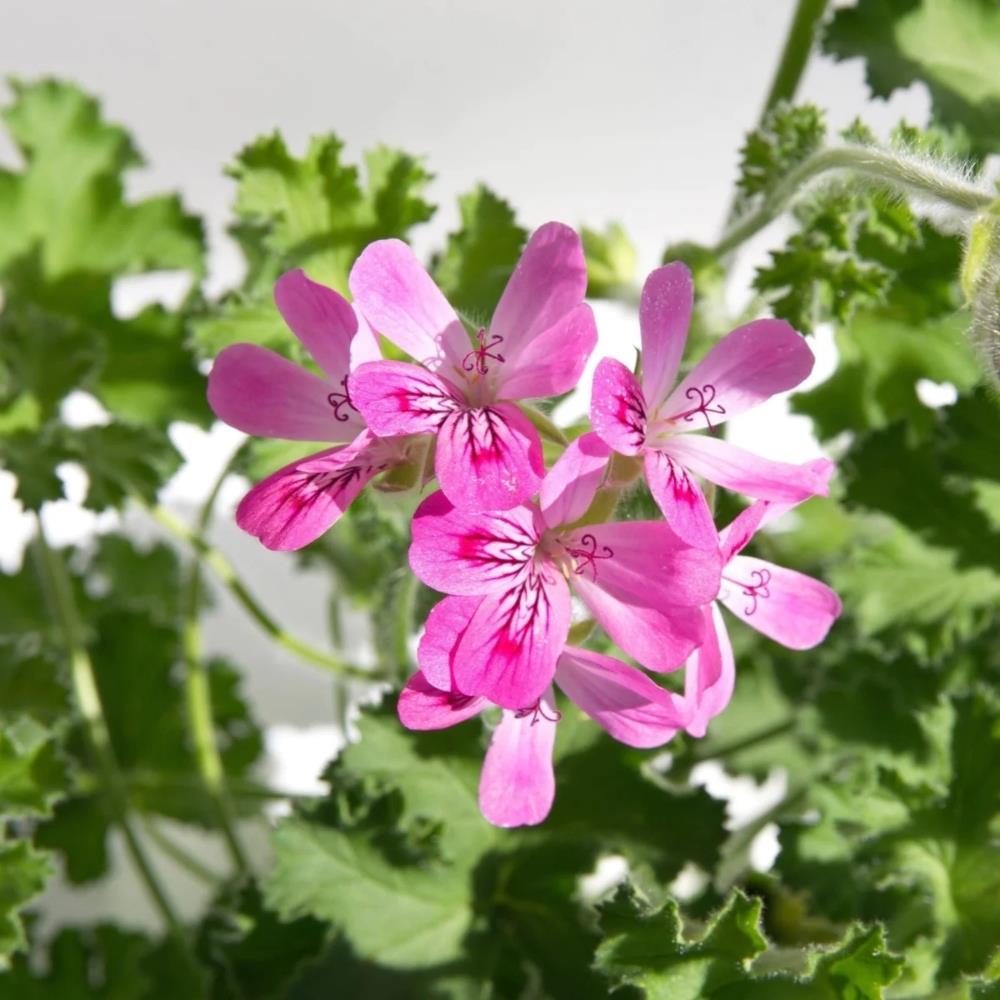 Scented Pelargonium 'Rose' X1