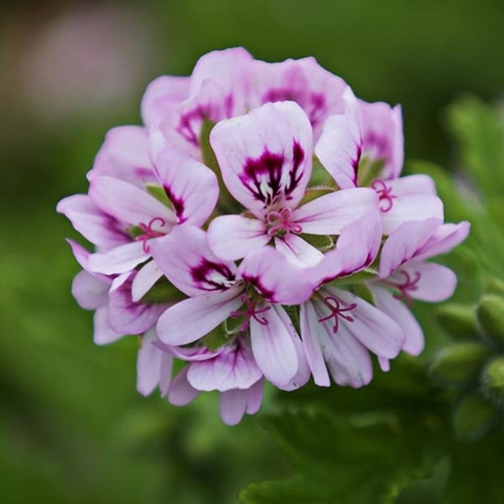 Scented Pelargonium 'Rose' X1