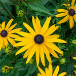 Rudbeckia 'Goldstrum' X6