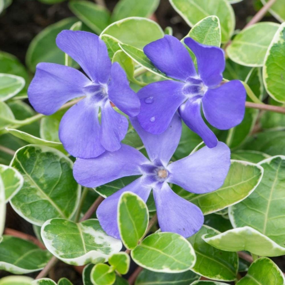 Vinca Minor ' Hawaii ' X3