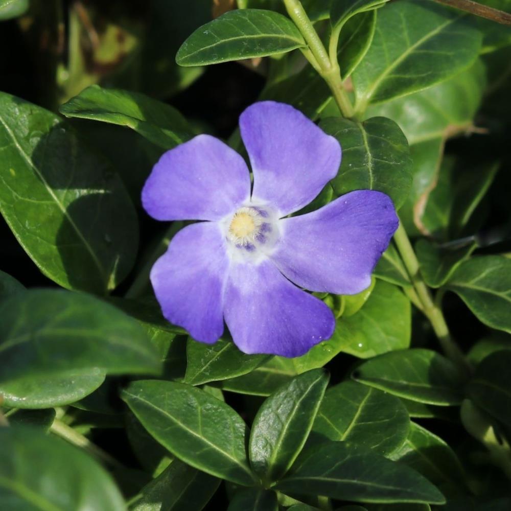 Vinca Minor ' Hawaii ' X3