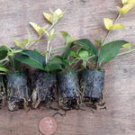 Vinca Minor ' Hawaii ' X3