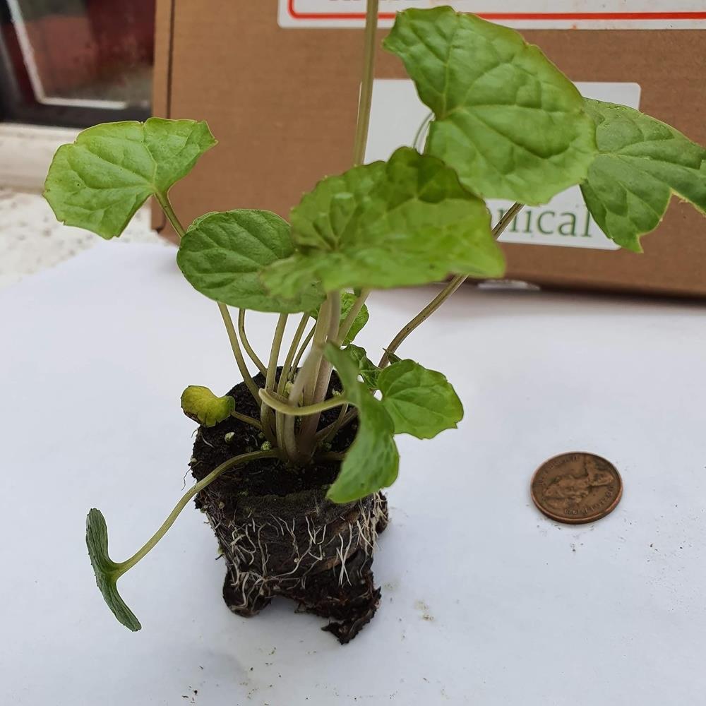 Wasabi Japonica 'Mephisto Green' X3