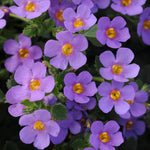 Bacopa Secrets 'Blue Delight' X5