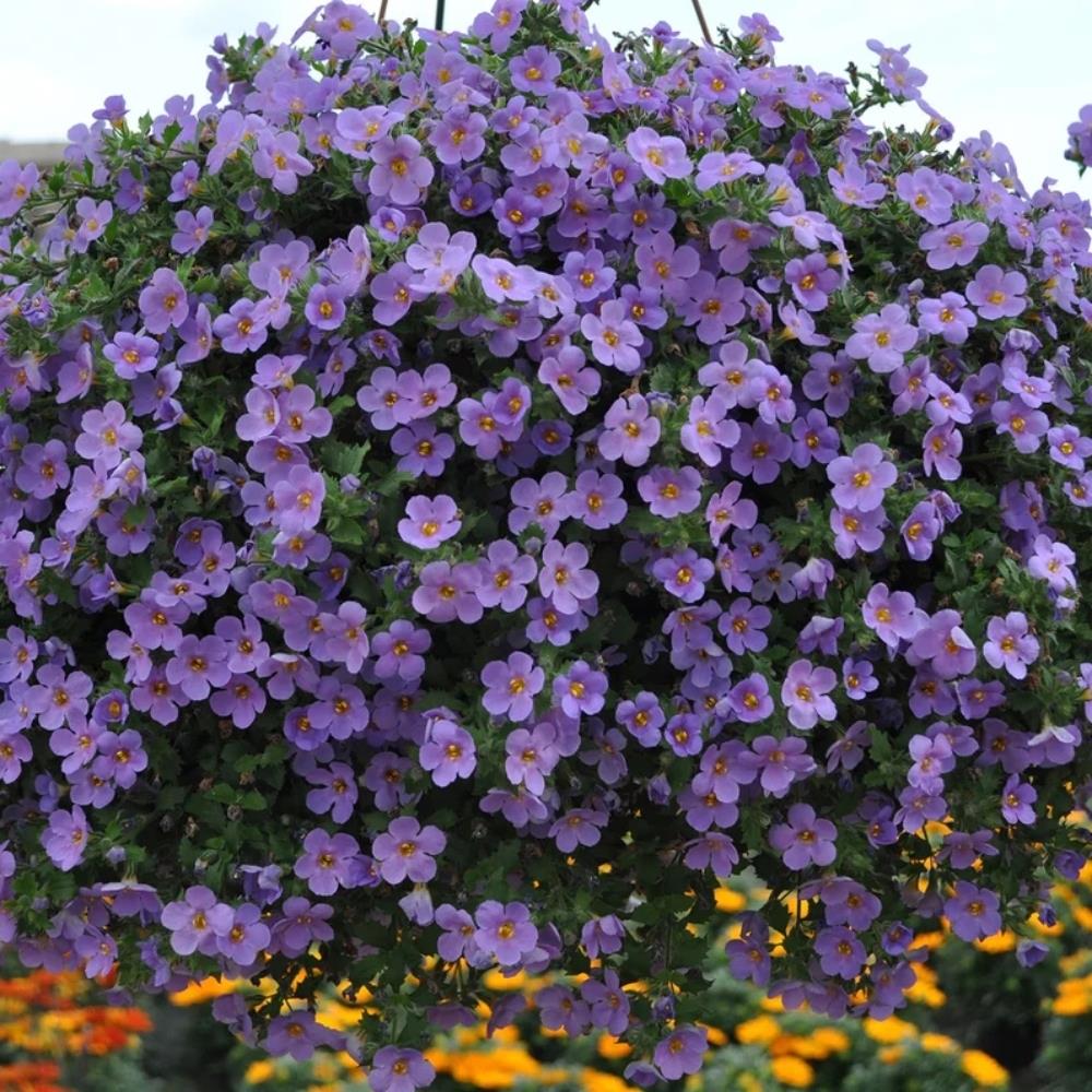 Bacopa Secrets 'Blue Delight' X5