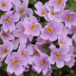Bacopa Secrets 'Dark Pink' X5
