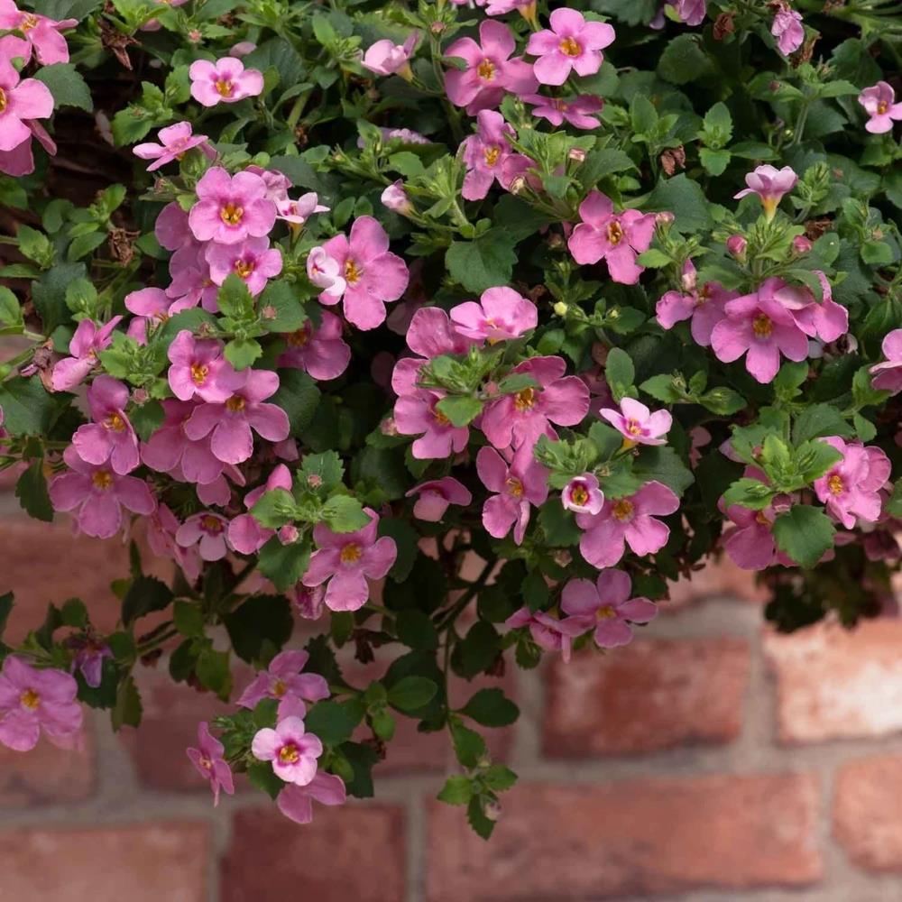 Bacopa Secrets 'Dark Pink' X5