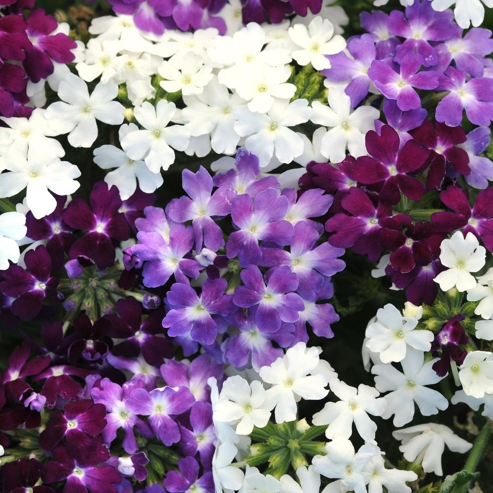 Verbena Obsession 'Waterfall Mixed' X12
