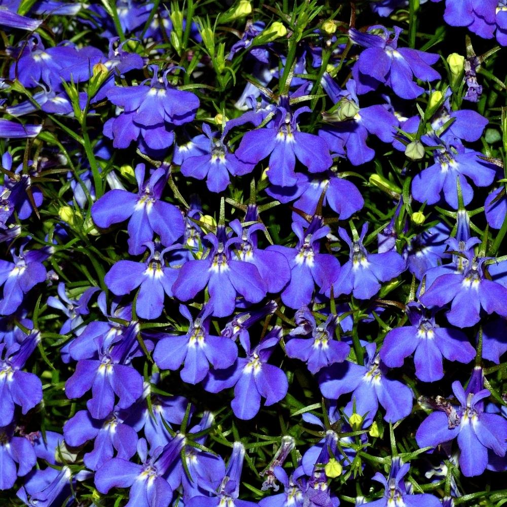 Lobelia 'Richardii' X5