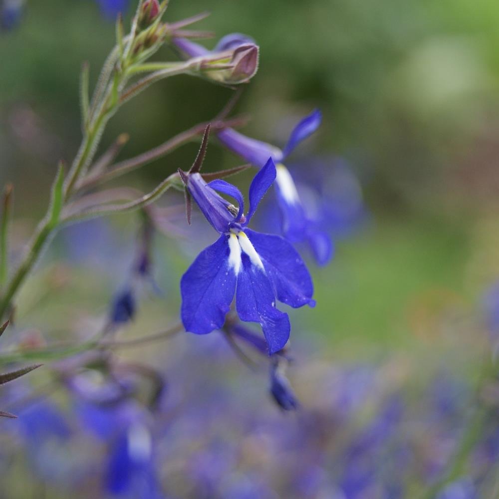 Lobelia 'Richardii' X5