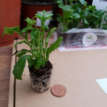 Lobelia 'Richardii' X5