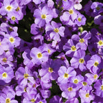 Aubretia Axcent Light Blue X8