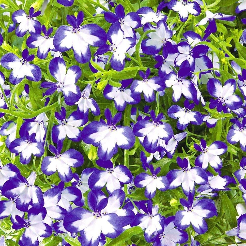 Lobelia Superstar X5