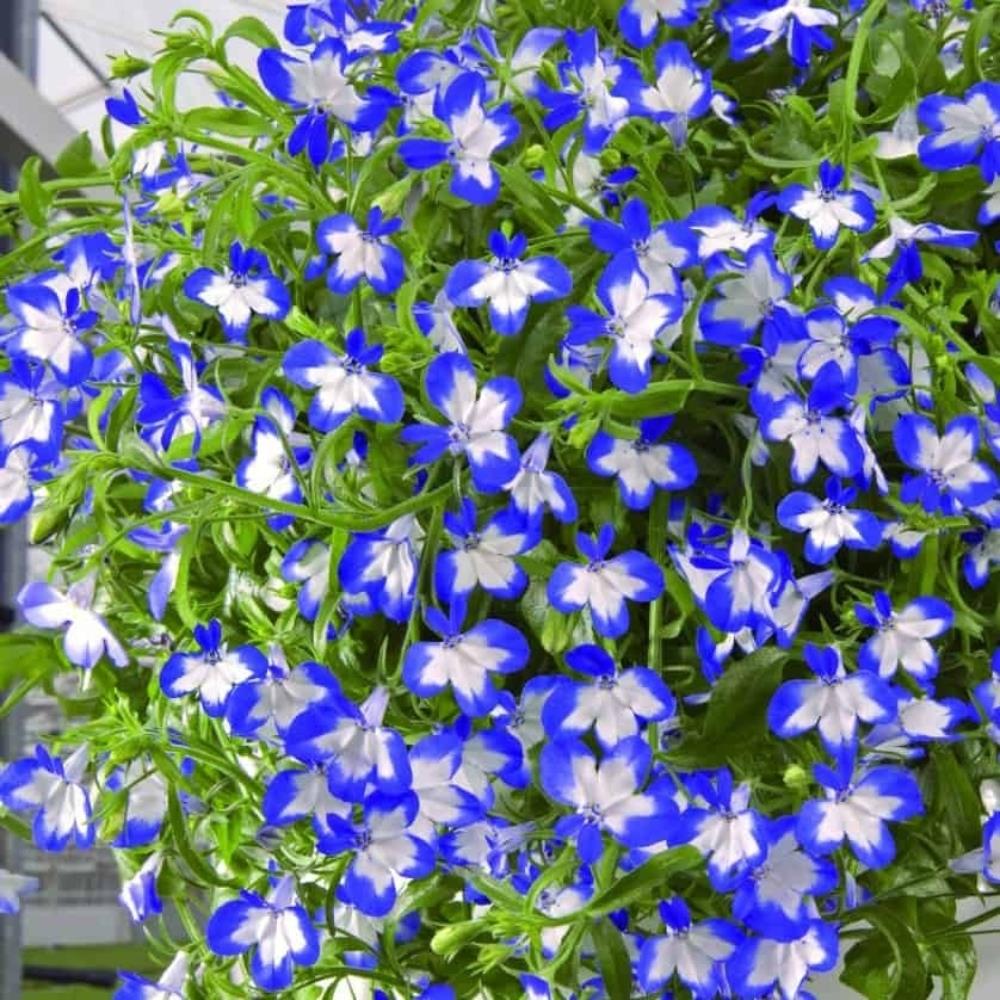 Lobelia Superstar X5