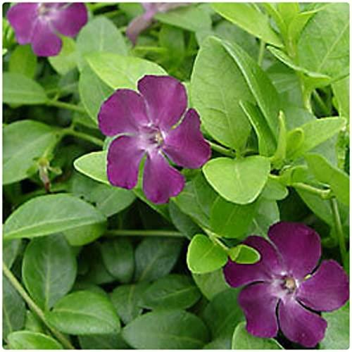 Vinca Minor 'Verino' Purple Periwinkle X3