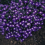 Lobelia 'Mrs Clibran' X24