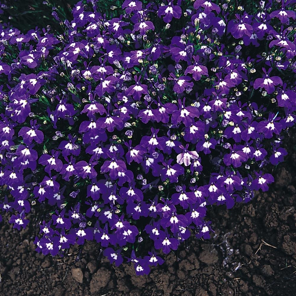 Lobelia 'Mrs Clibran' X24