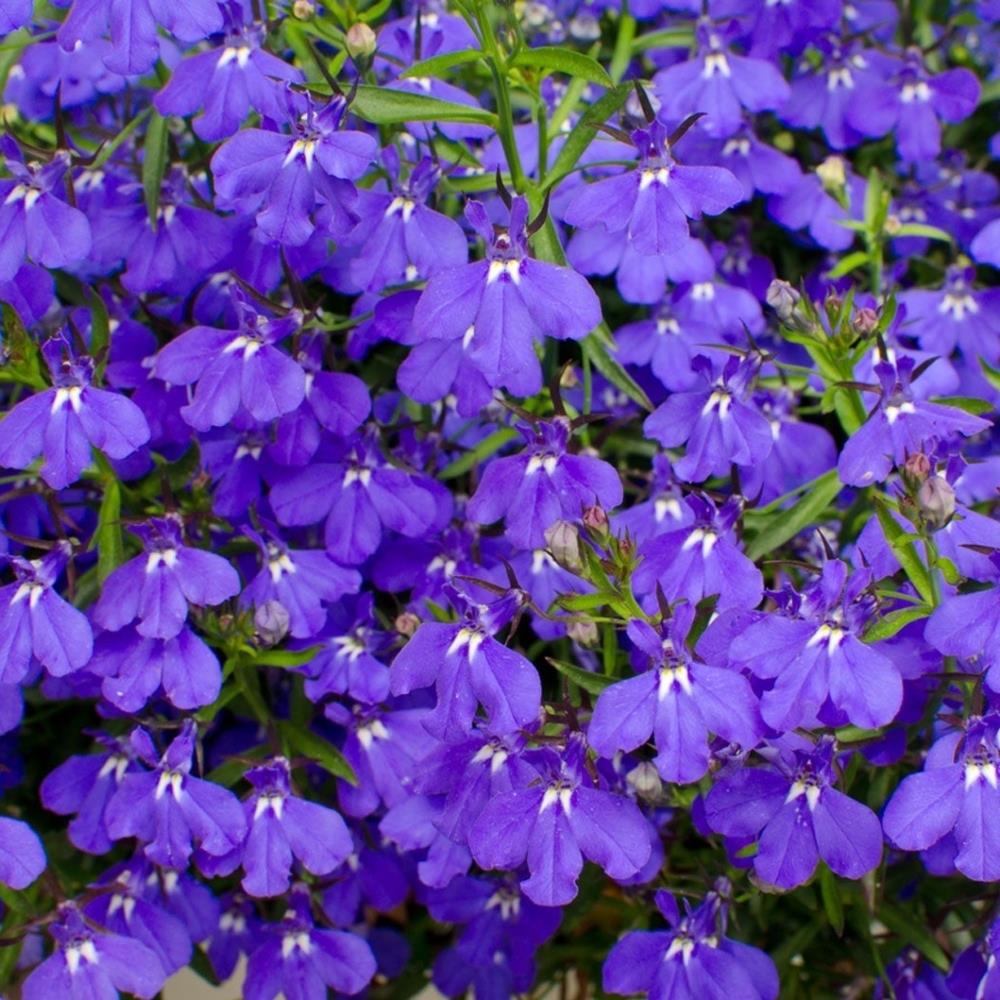 Lobelia 'Mrs Clibran' X24