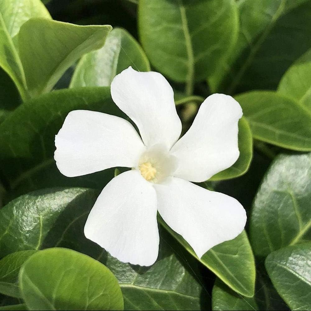 Vinca minor 'Colada' White Periwinkle X3