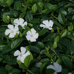 Vinca minor 'Colada' White Periwinkle X3