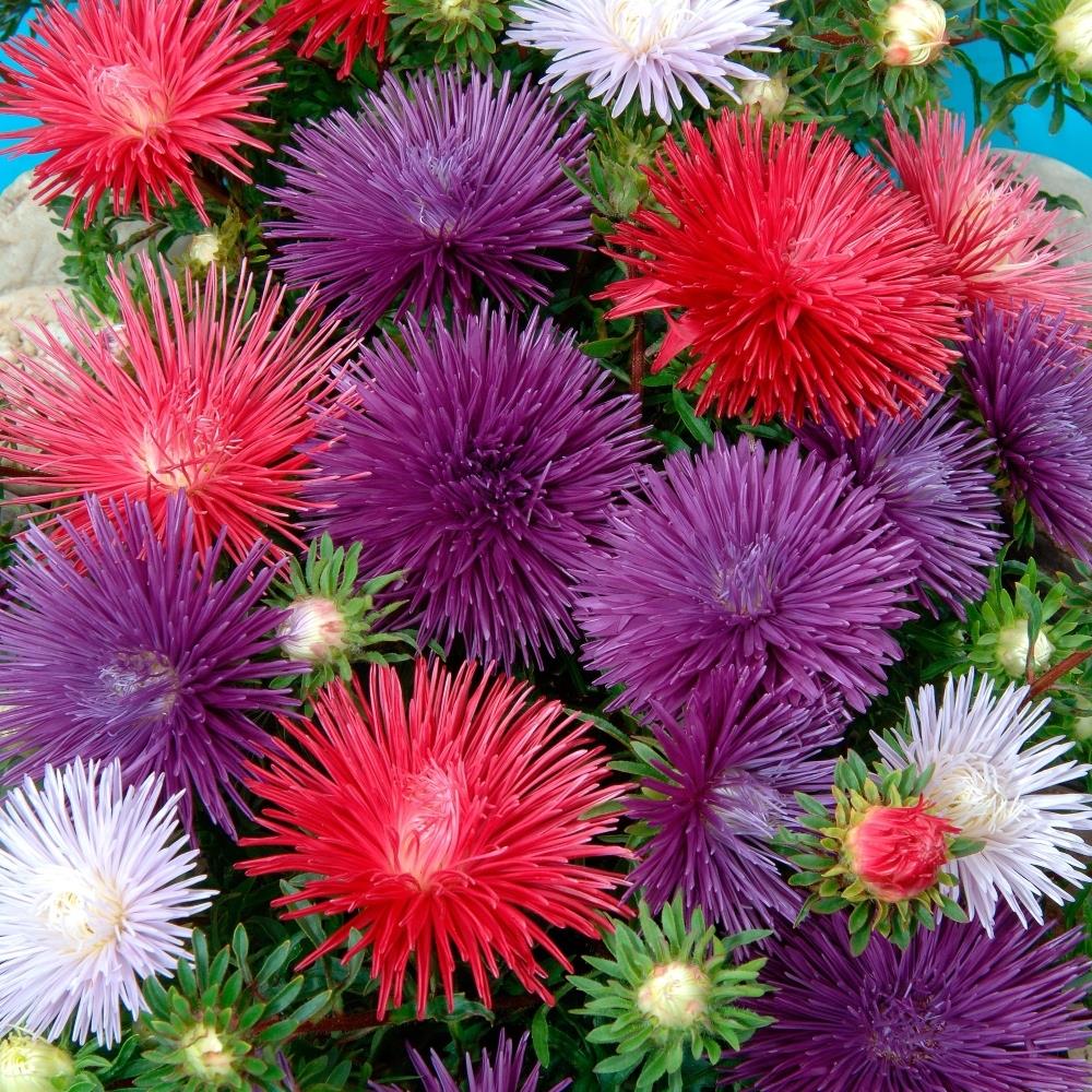 Aster Starlight Mixed X12