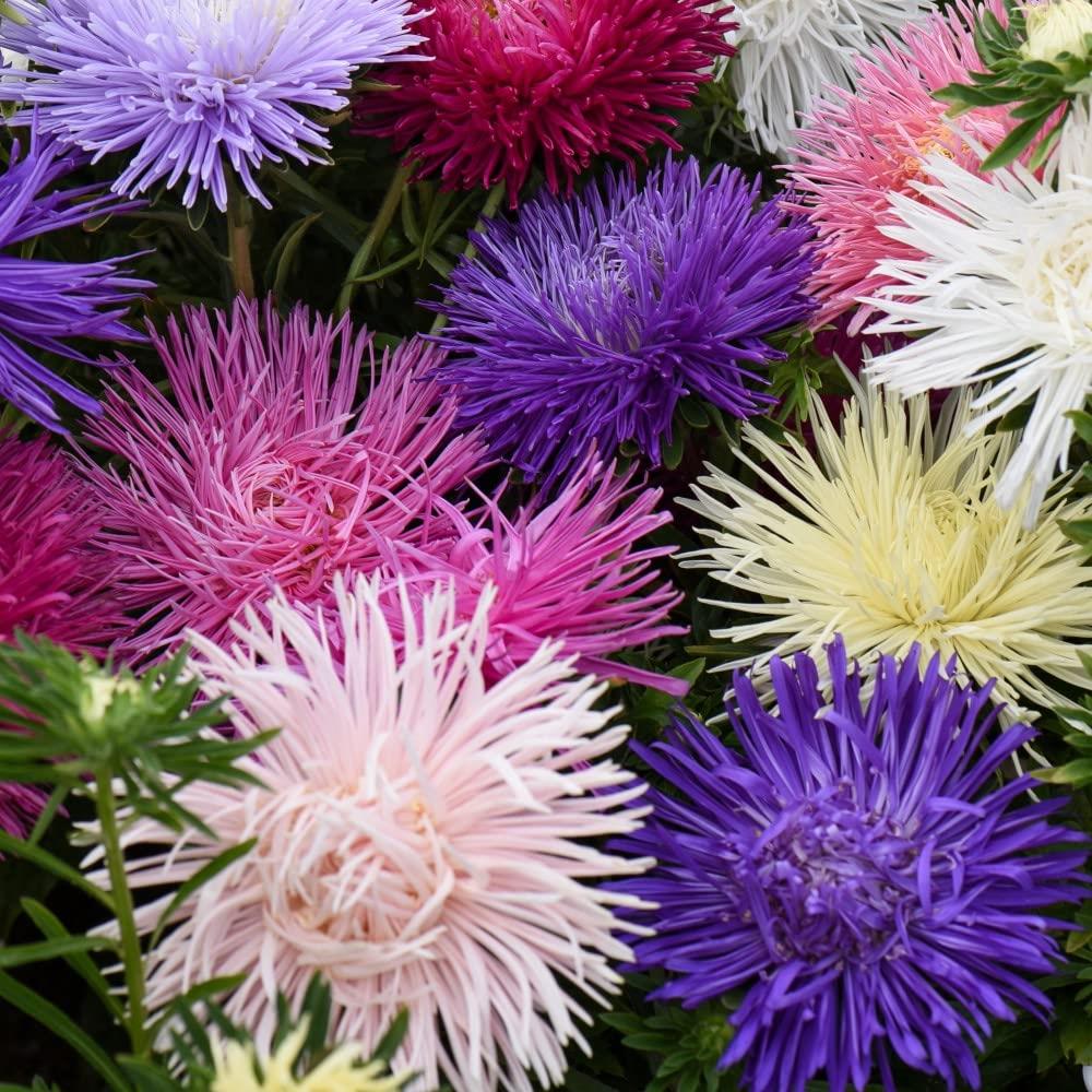 Aster Starlight Mixed X12