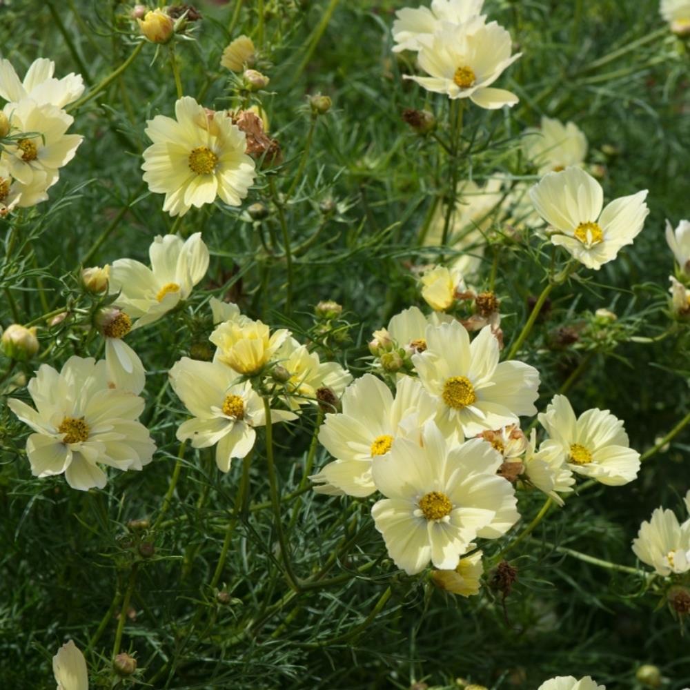 Cosmos 'Lemon Sherbet' X12