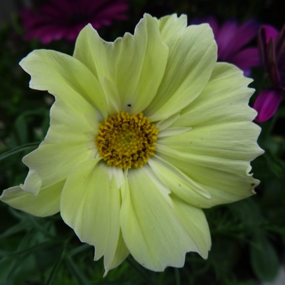 Cosmos 'Lemon Sherbet' X12