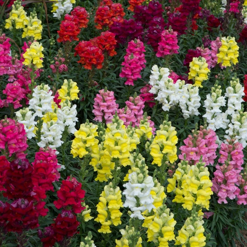 Antirrhinum 'Sonnet Mixed' X20