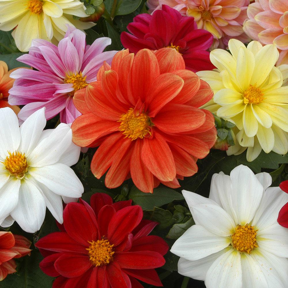 Dahlia Figaro Mixed X12