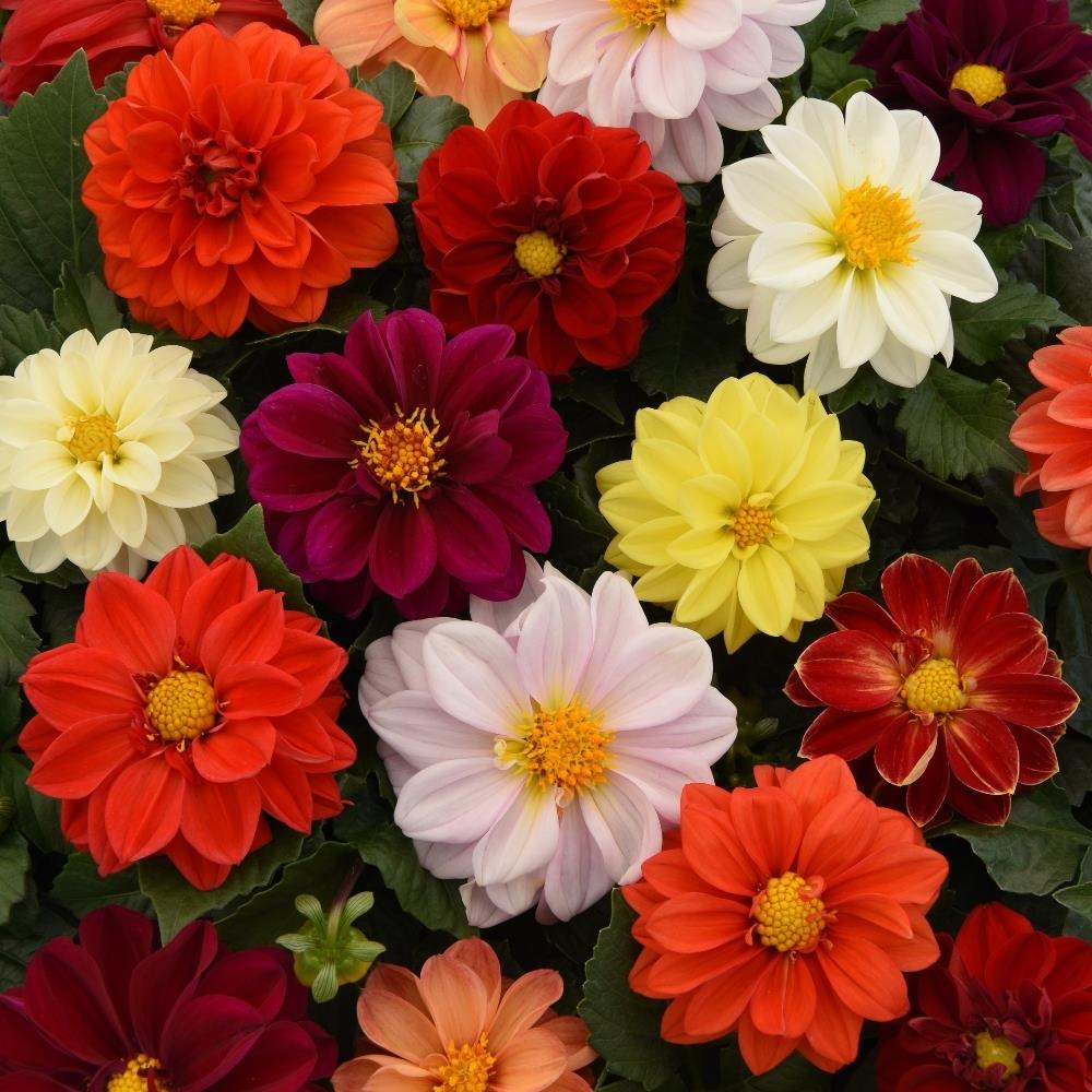 Dahlia Figaro Mixed X12