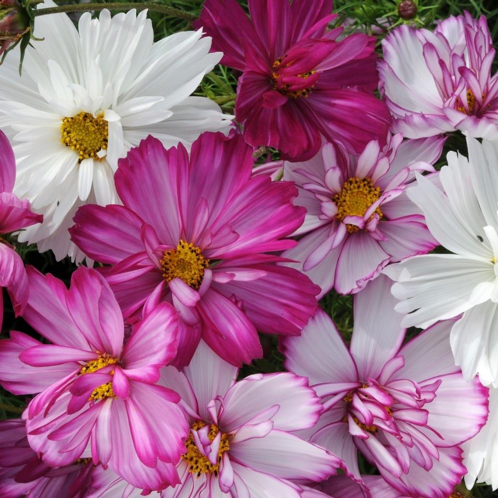 Cosmos 'Razzmatazz Mix' X5