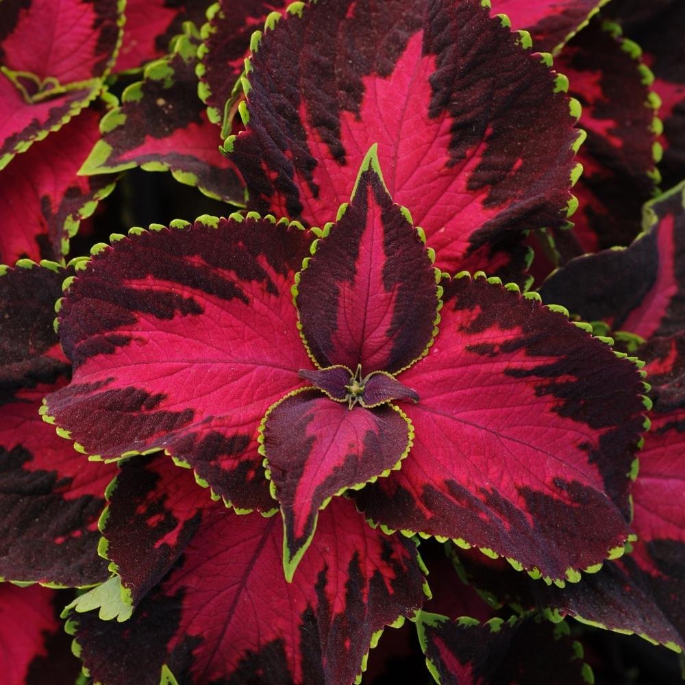 Coleus 'Chocolate Covered Cherry'
