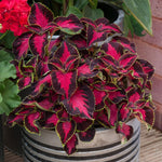 Coleus 'Chocolate Covered Cherry'