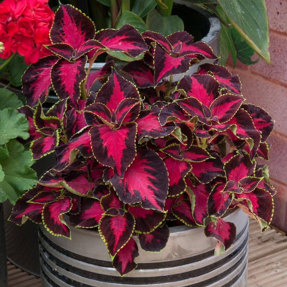 Coleus 'Chocolate Covered Cherry'
