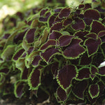 Coleus 'Chocolate Mint' X3