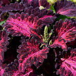 Coleus 'Black Dragon'